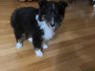 Shetland Sheepdog dogs Delila - Ad 36