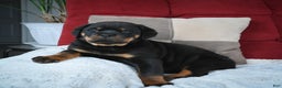Rottweiler dogs for sale: Serena / Mocha – Santos Ad-Dirah - Ad 1