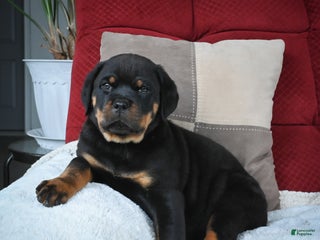 Rottweiler dogs Serena / Mocha – Santos Ad-Dirah - Ad 21