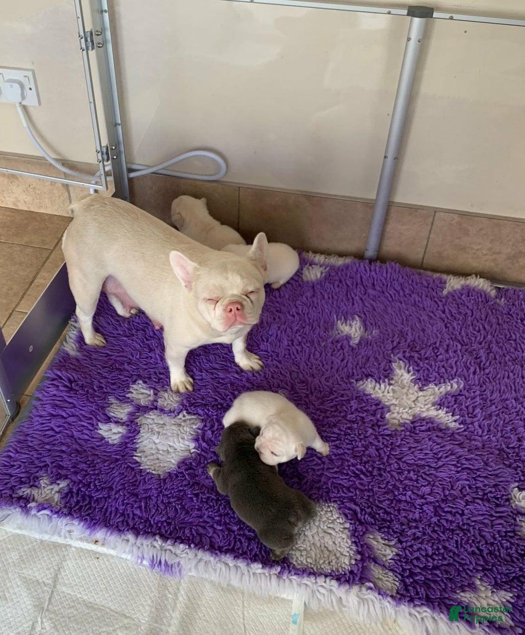 French Bulldog dogs for sale: Lorenzo - Ad 2