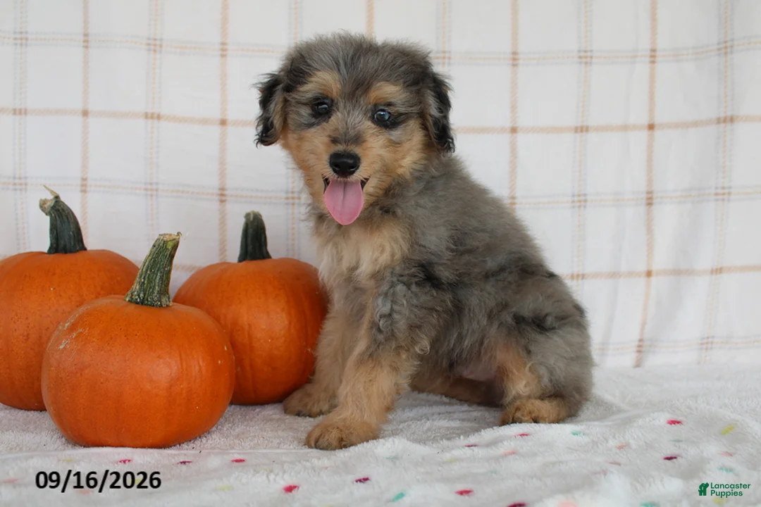 Mini Aussiedoodle dogs for sale: Bentley - Ad 4