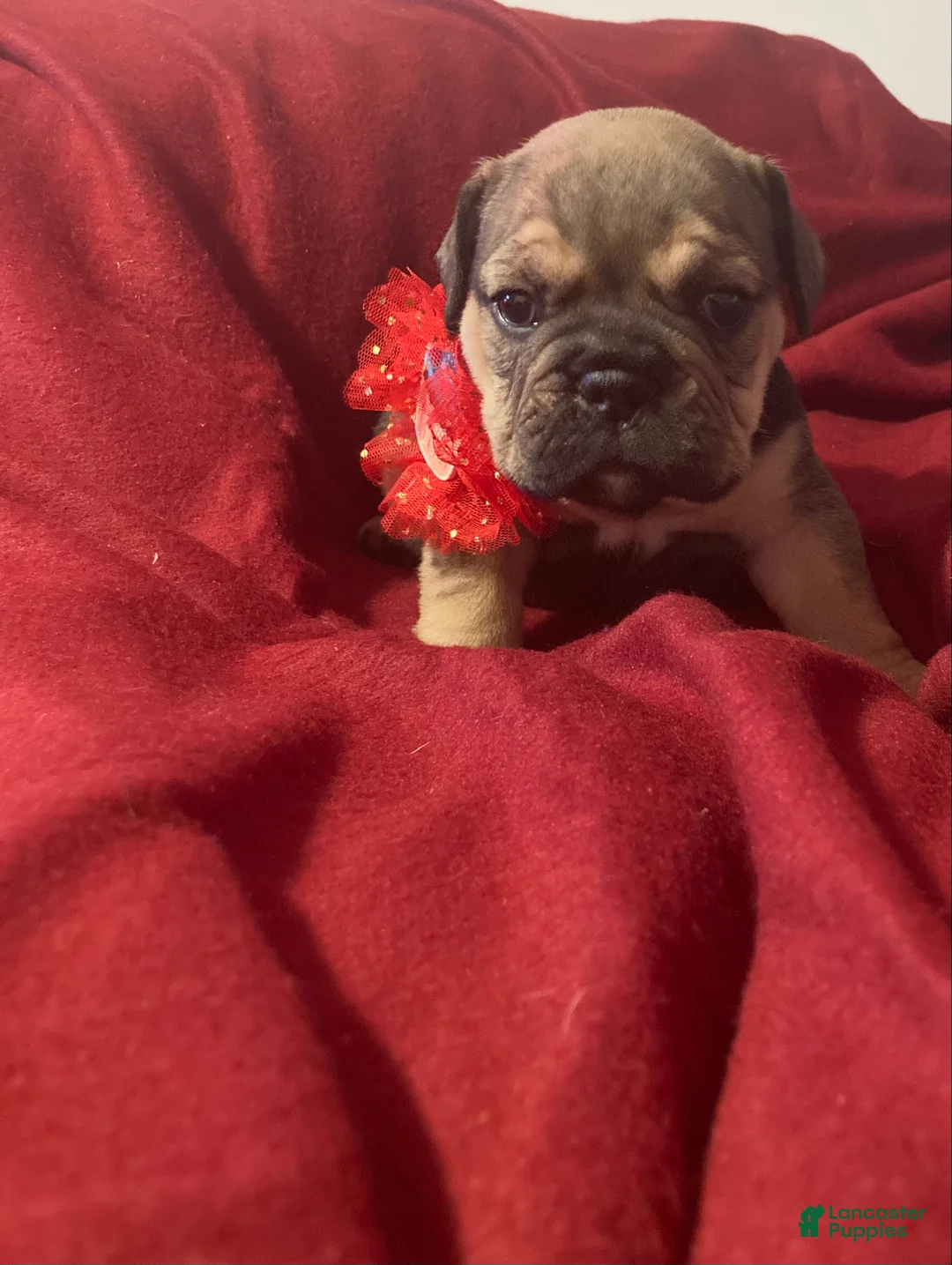 English Bulldog dogs for sale: Grizz - Ad 3