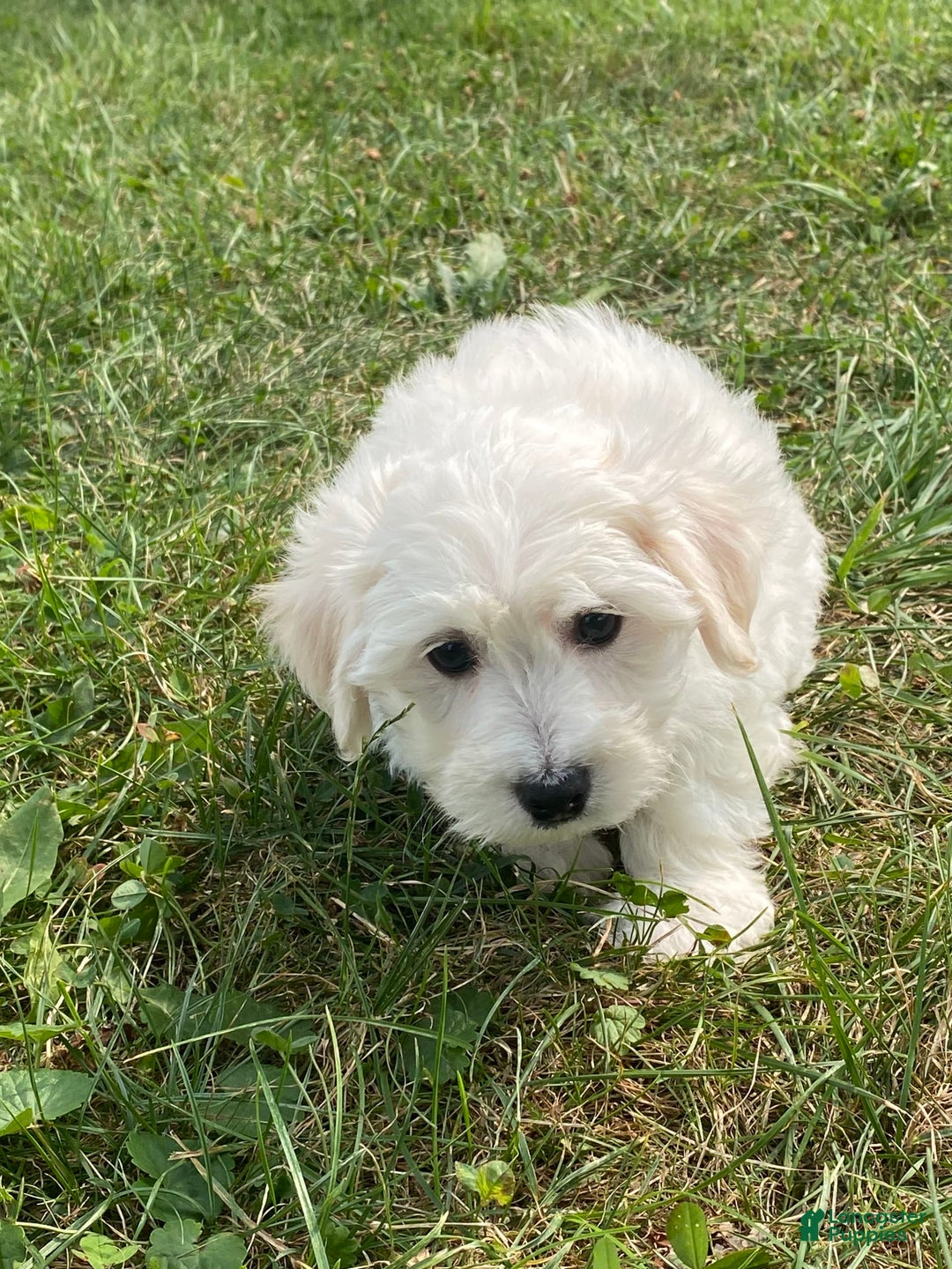 Bichon Frise dogs for sale: Beau - Ad 3