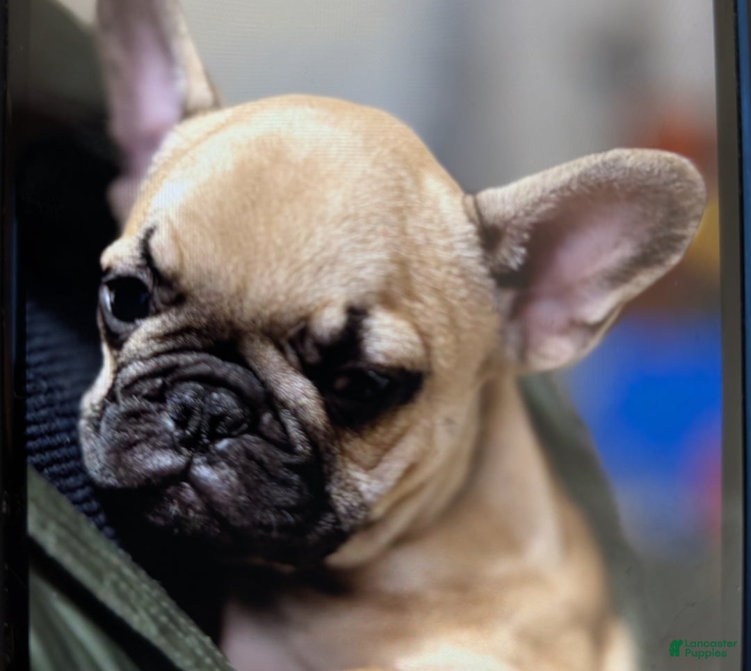 French Bulldog dogs for sale: Fred - Ad 2