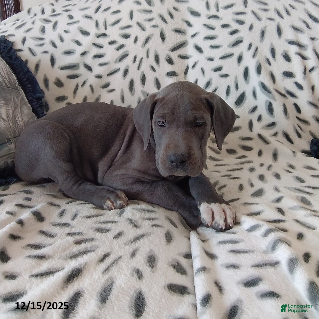 Great Dane dogs for sale: Kenson - Ad 2