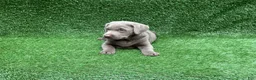 Labrador Retriever dogs for sale: Chloe - Ad 6