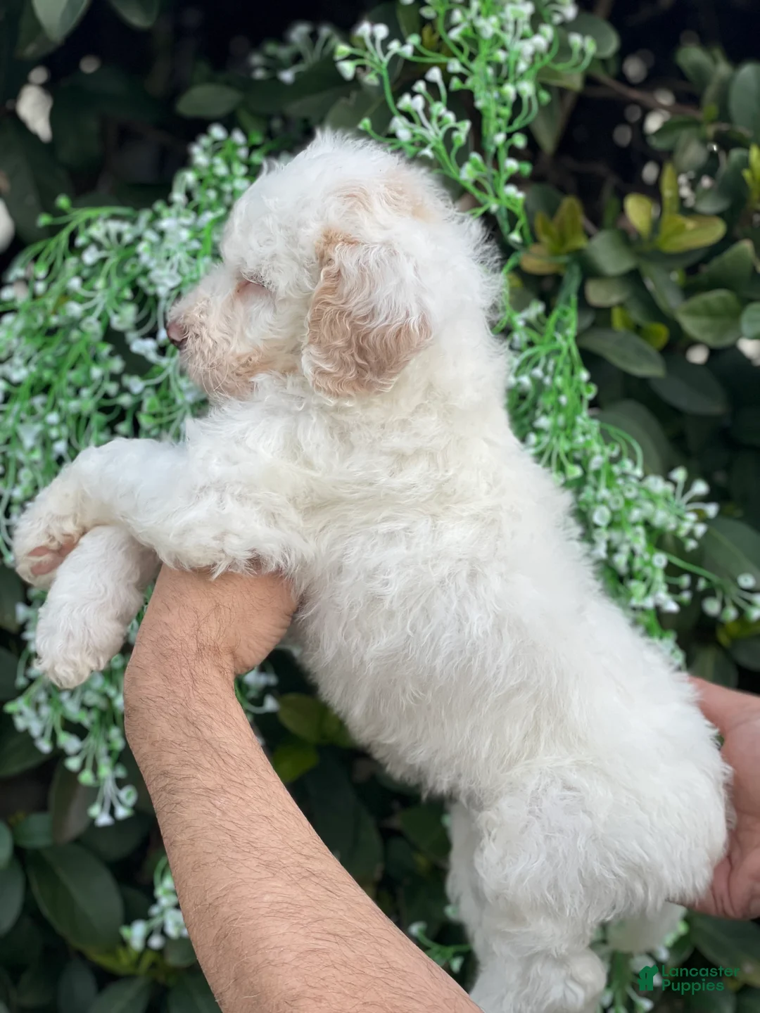 Goldendoodle dogs for sale: Sadie - Ad 2