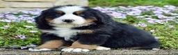 Bernese Mountain Dog dogs for sale: Mr. Benjie - Ad 4