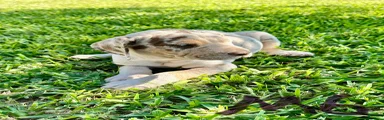 Catahoula Leopard Dog Puppy 2