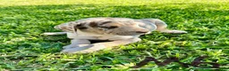 Catahoula Leopard Dog dogs for sale: Catahoula Leopard Dog Puppy 2 - Ad 1