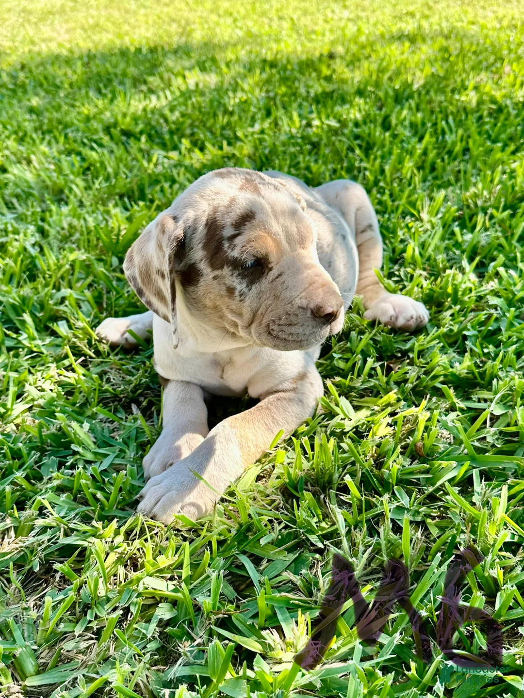 Catahoula Leopard Dog dogs for sale: Catahoula Leopard Dog Puppy 2 - Ad 1