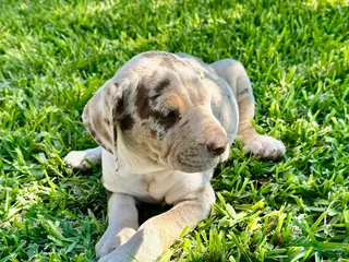 Catahoula Leopard Dog dogs Catahoula Leopard Dog Puppy 2 - Ad 12