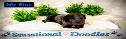 Goldendoodle dogs for sale: Mr. Blue - Ad 2