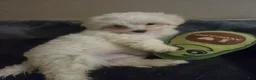 Maltese dogs for sale: Maltese 1 - Ad 4
