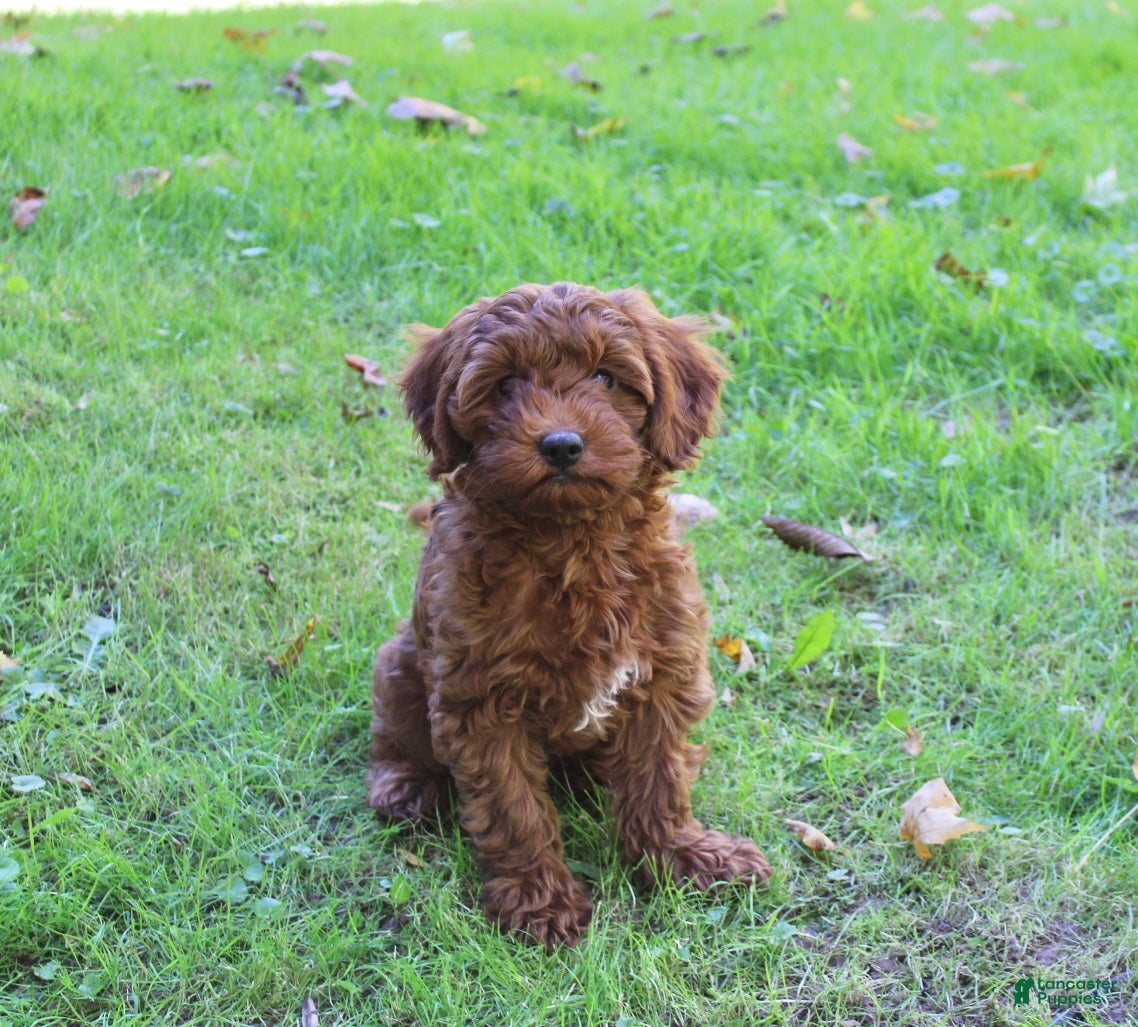 Cavapoo dogs Remi - Ad 1