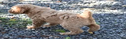 Standard Poodle dogs for sale: Standard Poodle 2 Apricot - Ad 9