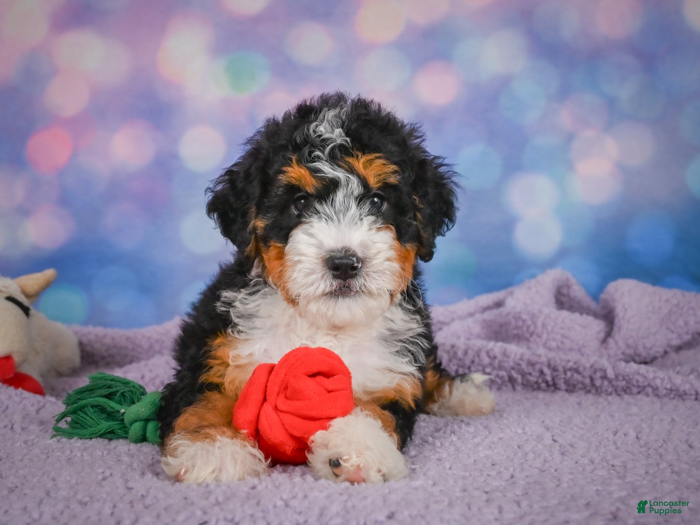 Mini Bernedoodle dogs Stella - Ad 1