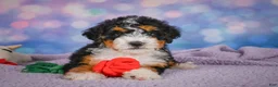 Mini Bernedoodle dogs for sale: Stella - Ad 1