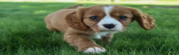 Cavalier King Charles Spaniel dogs for sale: Frankie 🐶 - Ad 4