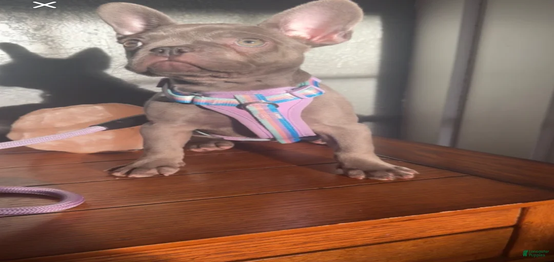 Gallery Image {{count}}