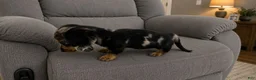 Miniature Dachshund dogs for sale: Miniature Dachshund 1 - Ad 4