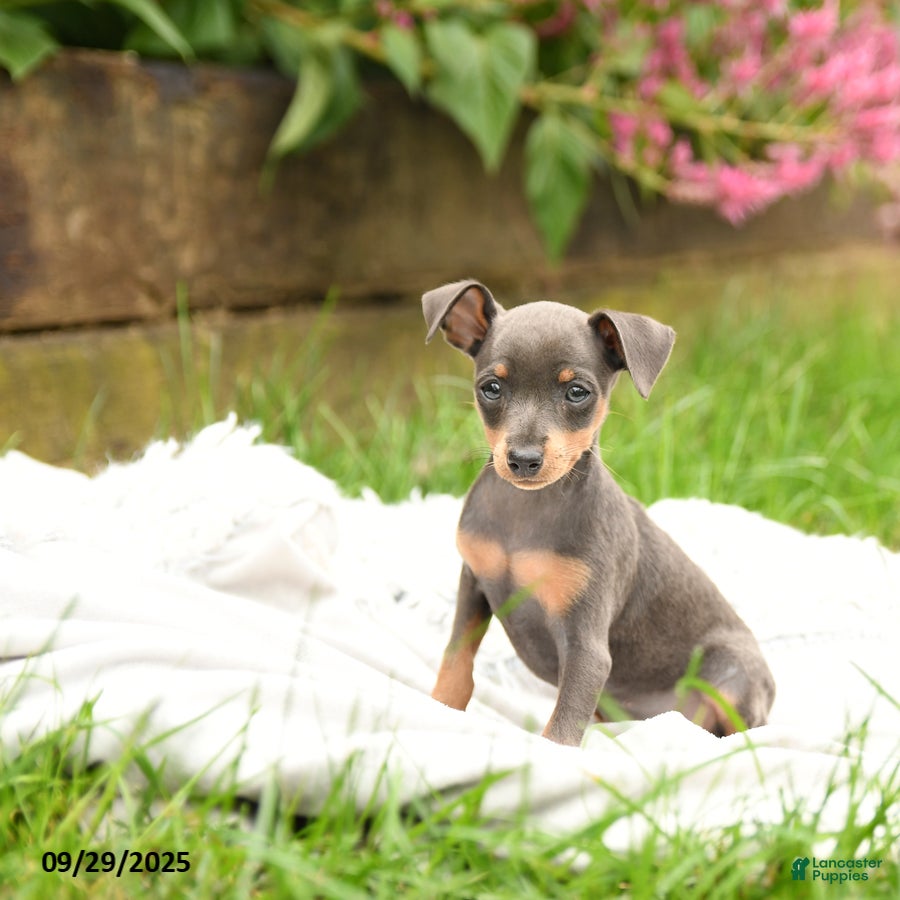 Miniature Pinscher dogs Jill - Ad 8
