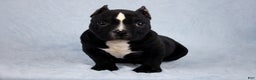 American Bully dogs for sale: Black/White Female - Ad 2