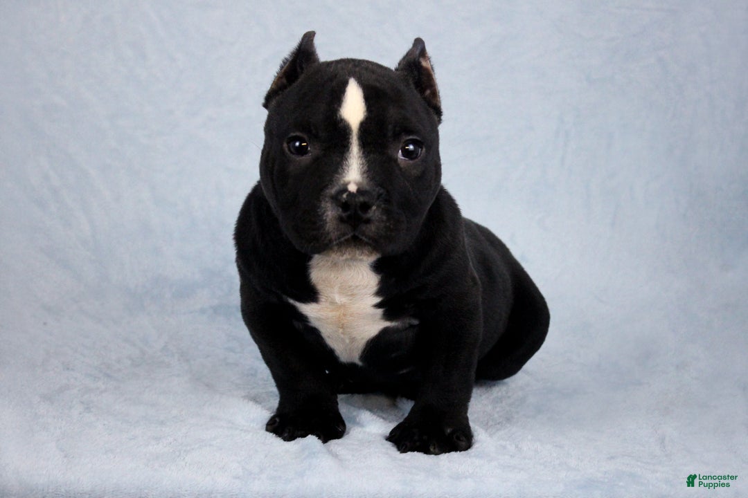 American Bully dogs for sale: Black/White Female - Ad 2