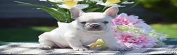 French Bulldog dogs for sale: Sunshine - Ad 2