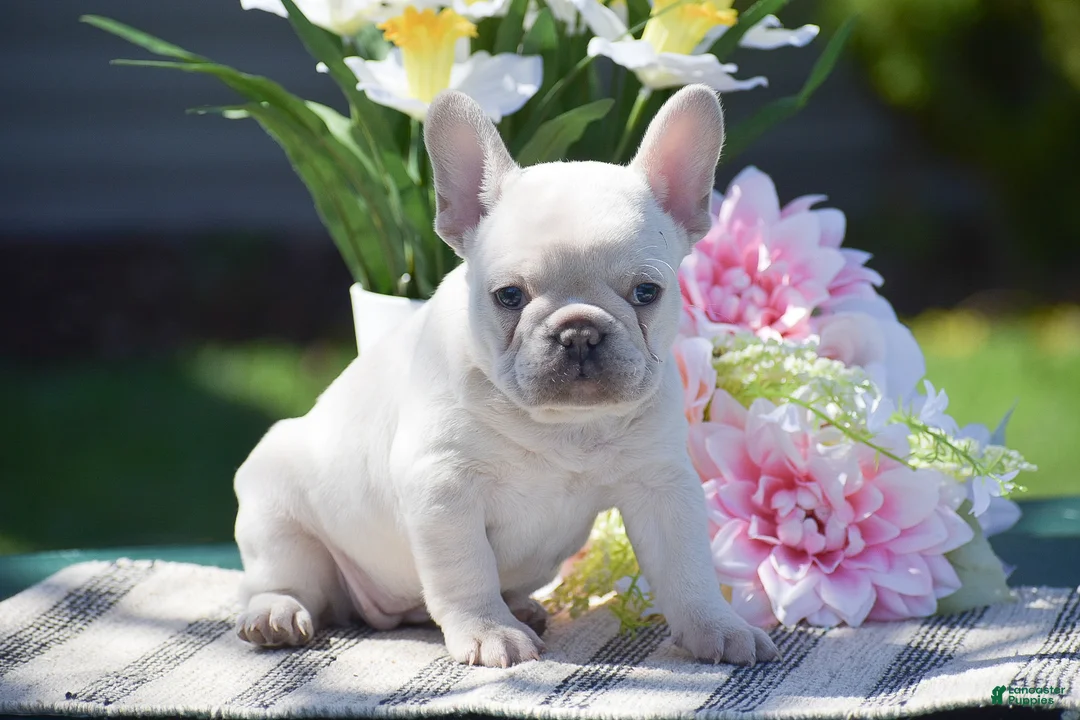 French Bulldog dogs for sale: Sunshine - Ad 2