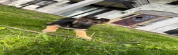 German Shepherd dogs for sale: German Shepherd Puppy 1 - Ad 2
