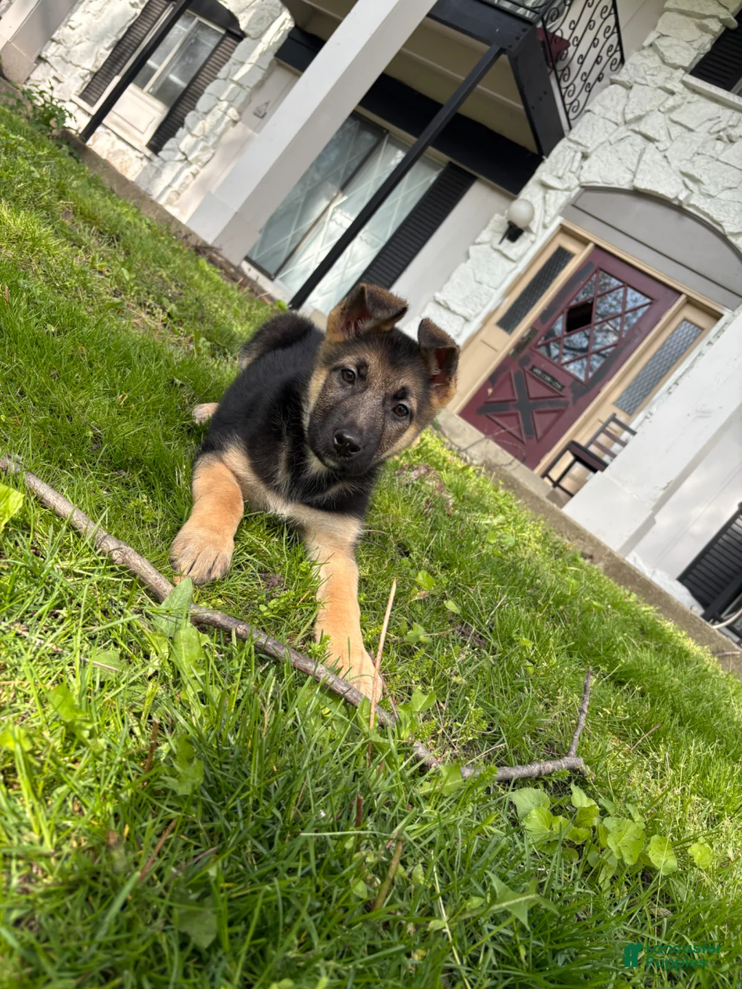 German Shepherd dogs for sale: German Shepherd Puppy 1 - Ad 2