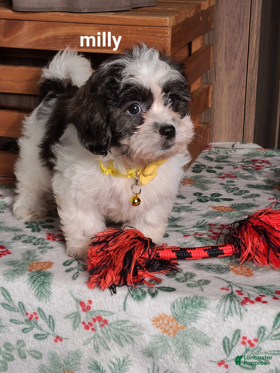 Teddy Bear dogs for sale: Milly - Ad 3