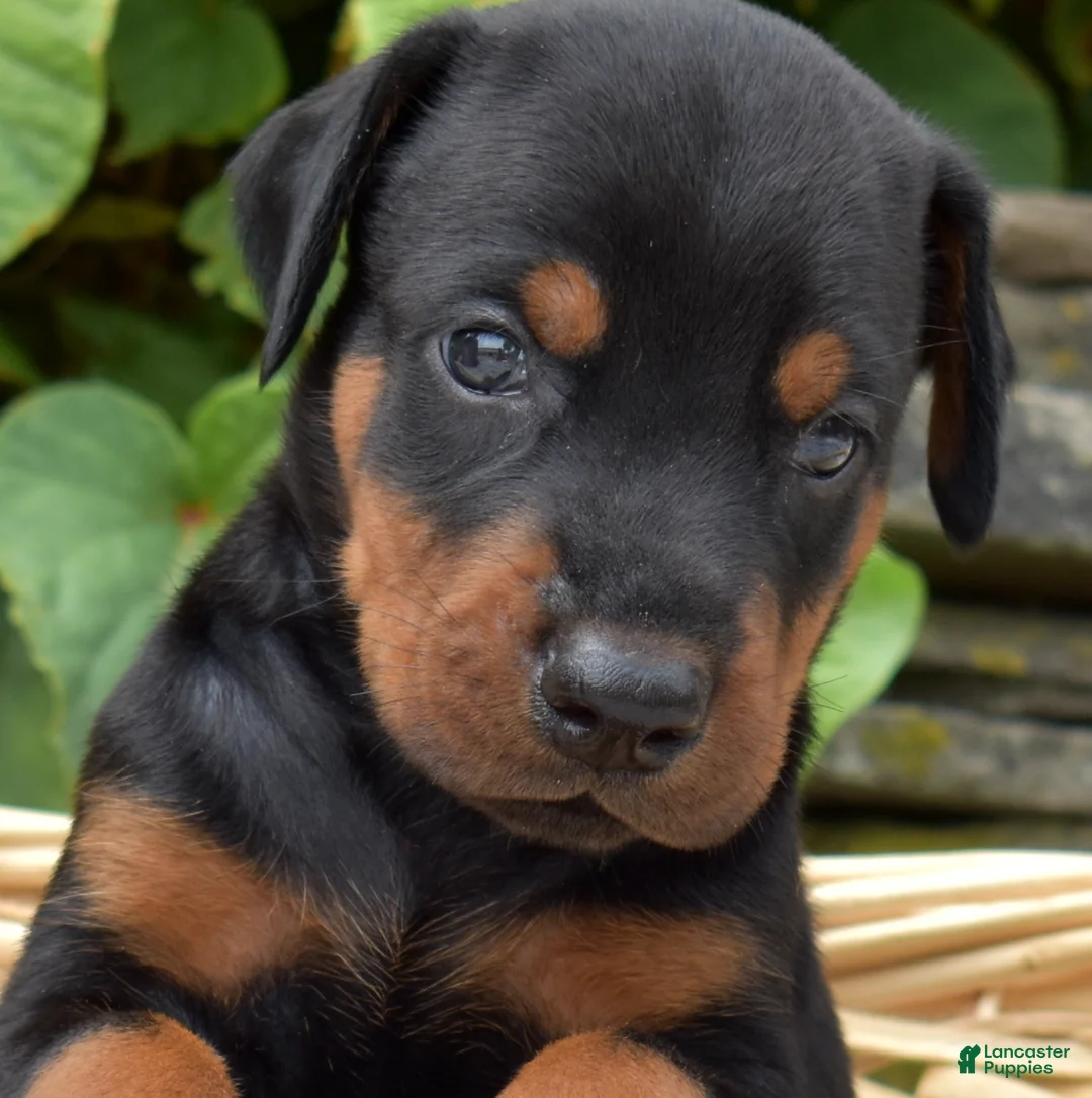Doberman Pinscher dogs for sale: Rocky - Ad 6
