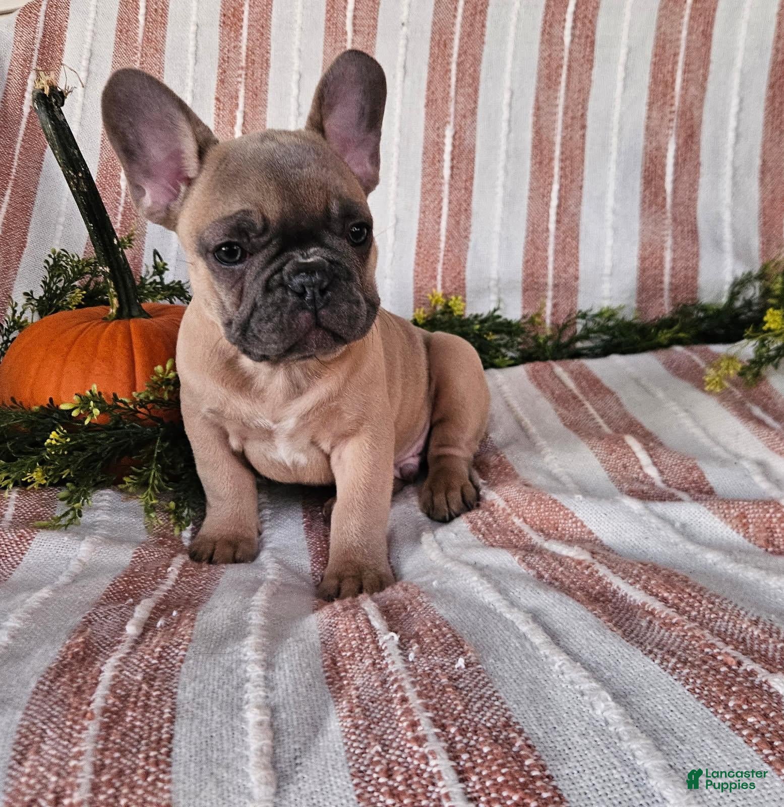 French Bulldog dogs Rascal - Ad 2