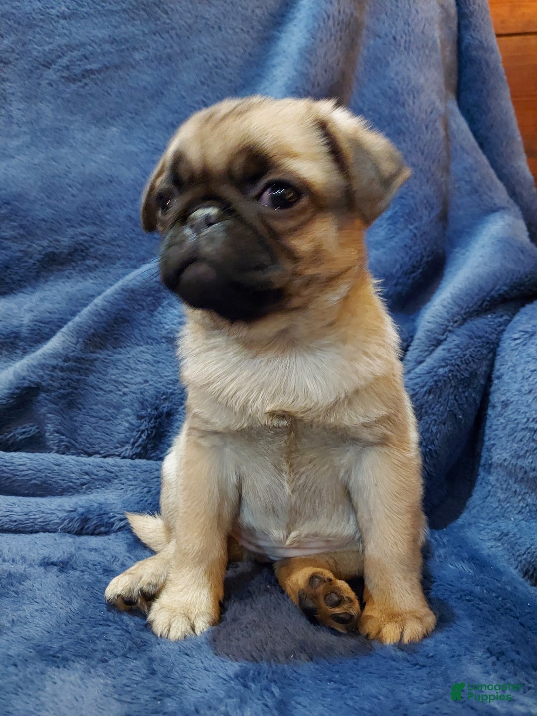 Pug dogs for sale: BILLY - Ad 11