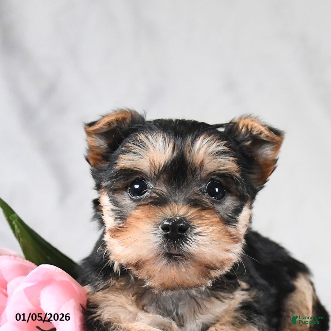 Morkie dogs for sale: Cody - Ad 3