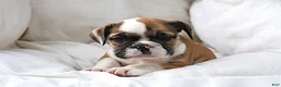 English Bulldog dogs for sale: Janita - Ad 5