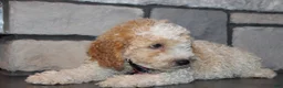 Mini Goldendoodle dogs for sale: Mini Ziggy - Ad 18