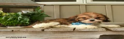 Cavachon dogs for sale: William - Ad 1