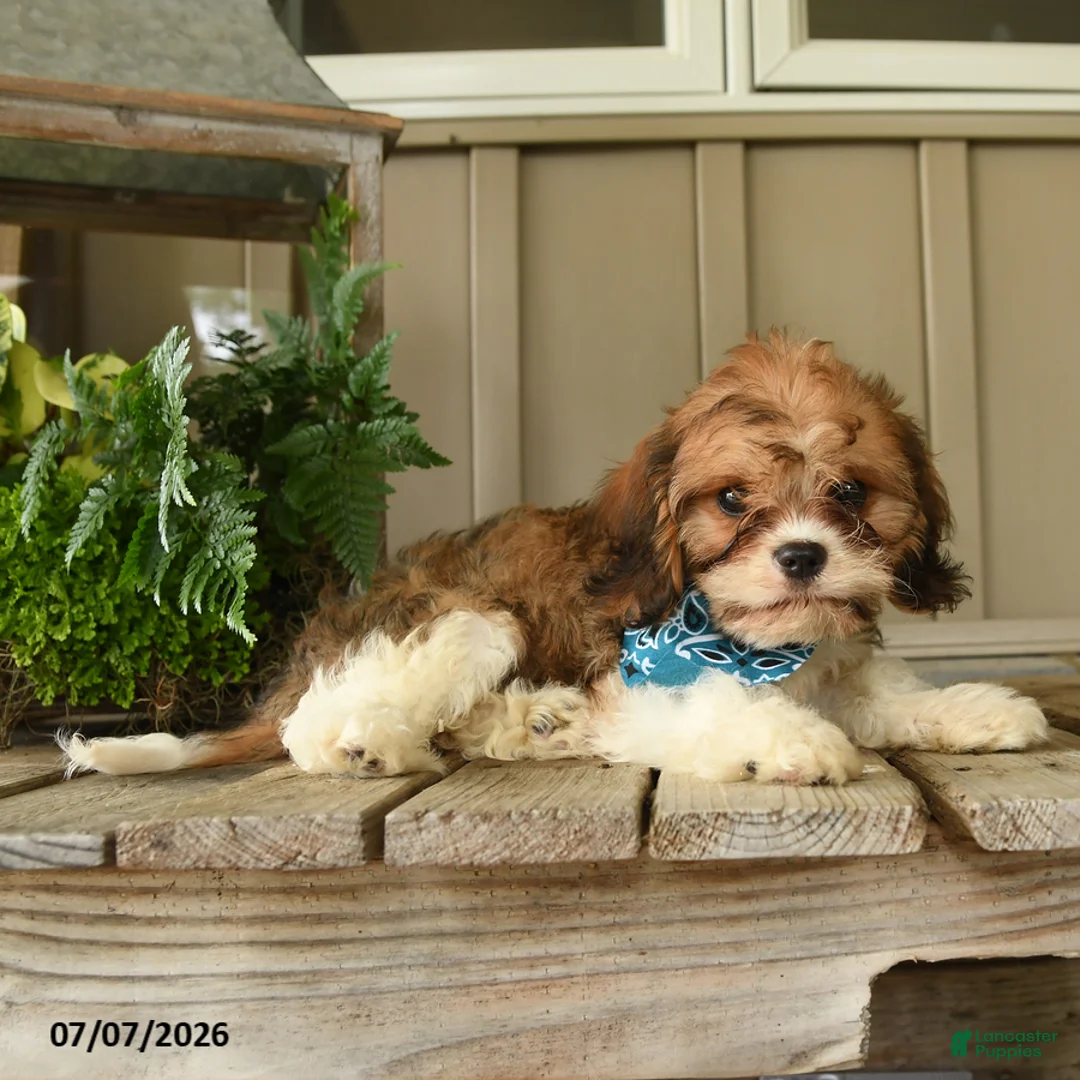 Cavachon dogs for sale: William - Ad 1