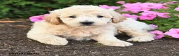 Mini Goldendoodle dogs for sale: Rex - Ad 3
