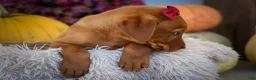 Labrador Retriever dogs for sale: NOAH - Ad 14