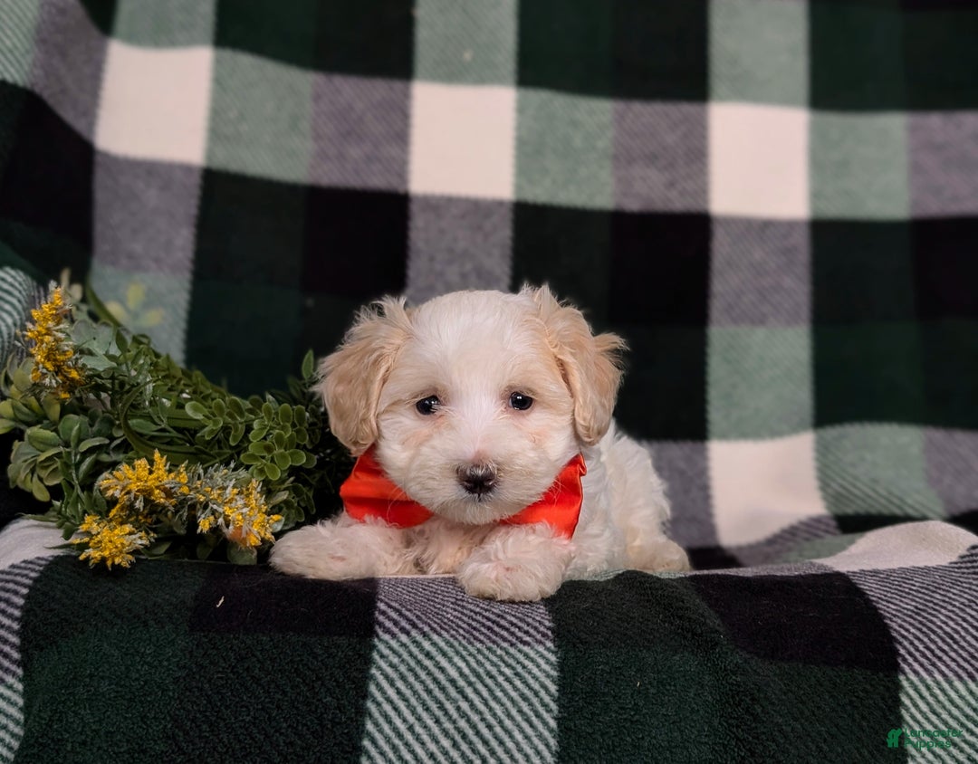 Maltipoo dogs for sale: Carlton - Ad 5