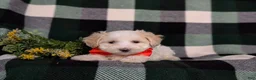 Maltipoo dogs for sale: Casey - Ad 8