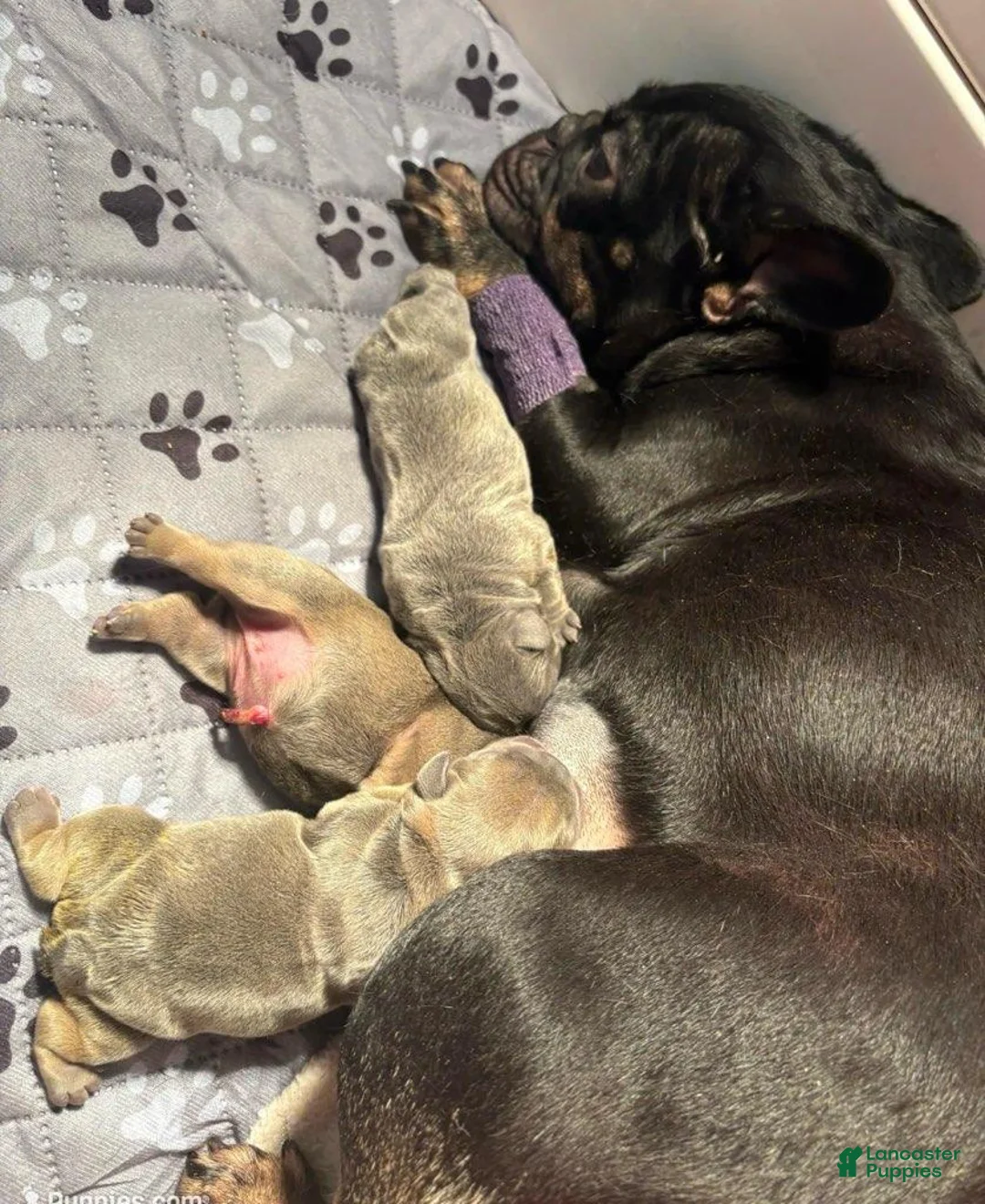 French Bulldog dogs for sale: Silas - Ad 5