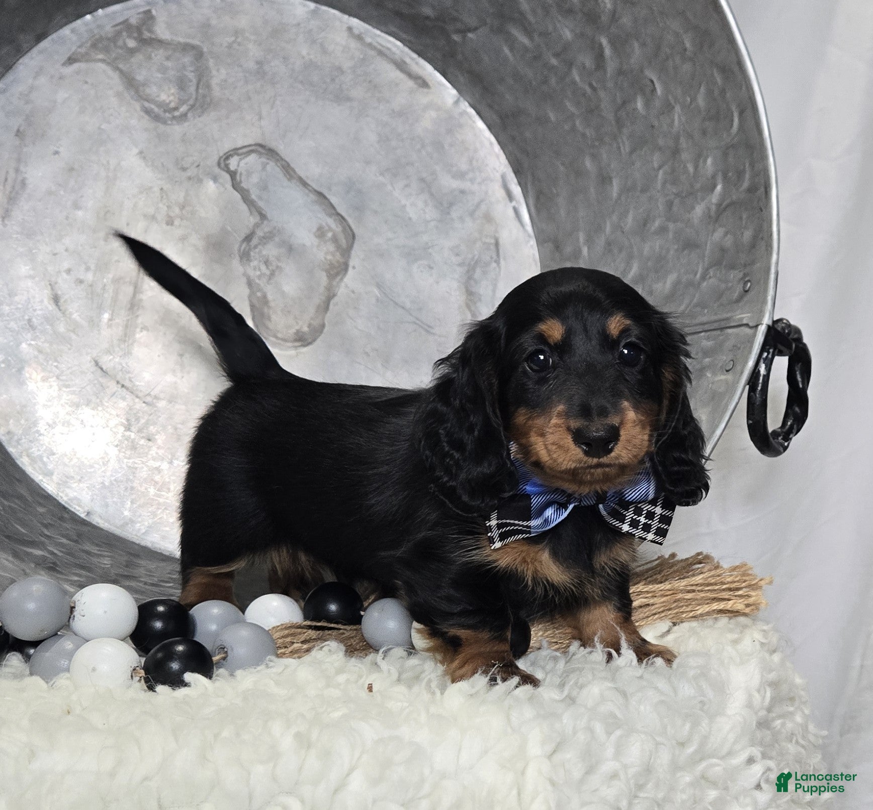Miniature Dachshund dogs Kyle - Ad 26