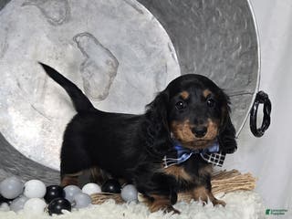 Miniature Dachshund dogs Kyle - Ad 26