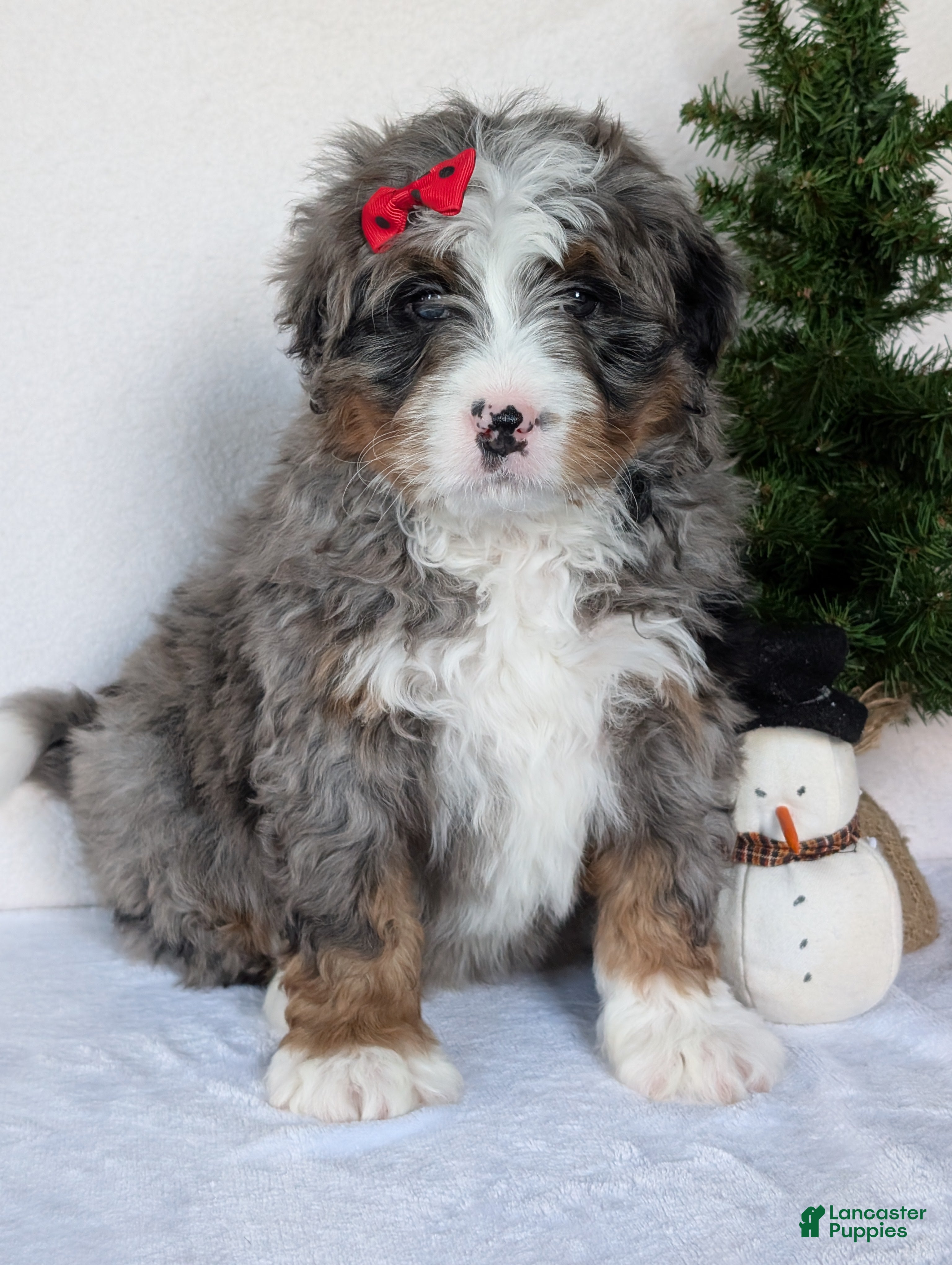 Mini Bernedoodle dogs Mini Nemo  - Ad 40