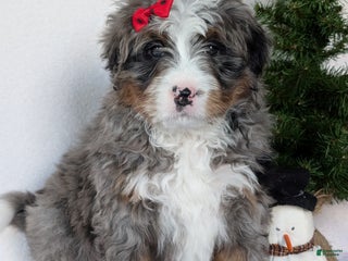 Mini Bernedoodle dogs Mini Nemo - Ad 15